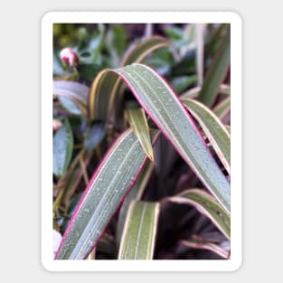 Multicolored Leaves in Spring Rain Magnet